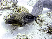 Picture 'Eg2_0_2191 Moray Eel, Egypt'